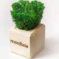 Набор с живым мхом MossBox Wooden Green Cube - Набор с живым мхом MossBox Wooden Green Cube